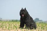 BOUVIER DES FLANDRES 514